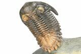 Multi-Toned Hollardops Trilobite With Orange Eyes #368581-5